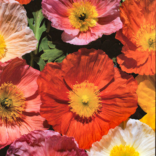 Poppy 'Iceland Giant'