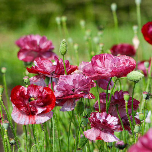 Poppy 'Pandora'