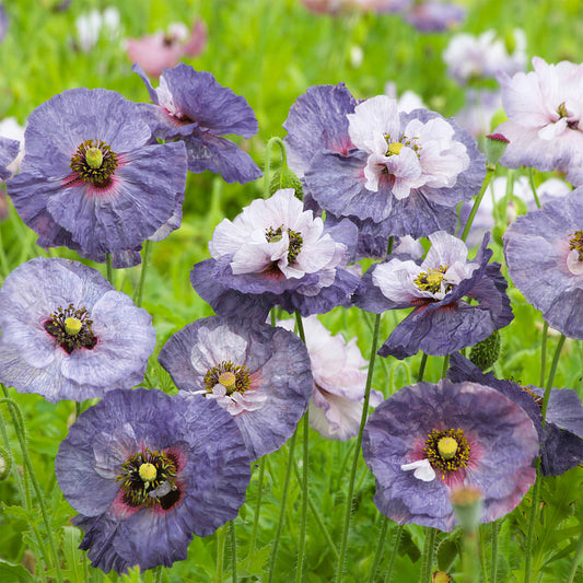 Poppy 'Amazing Grey'