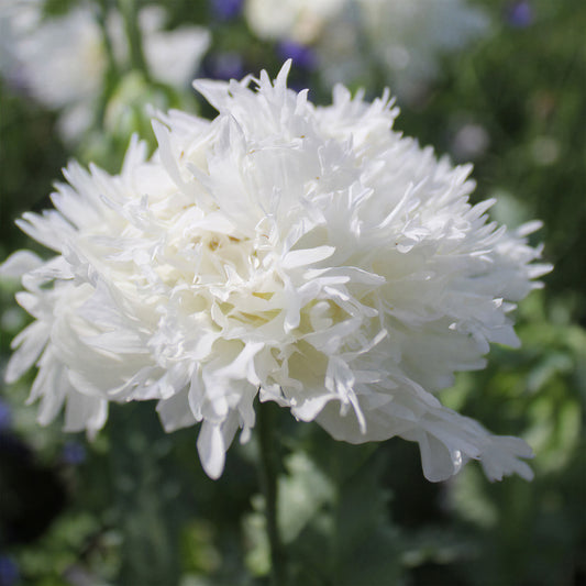 Poppy 'White Swan'