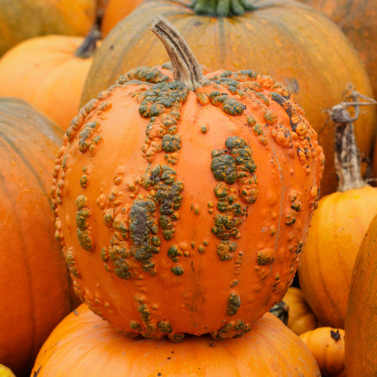 Pumpkin 'Goosebumps'