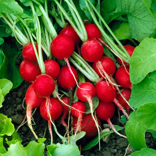 Radish 'Cherry Belle'