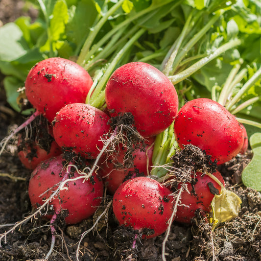 Radish 'Crunchy King' F1
