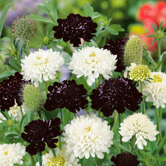 Scabiosa 'Ebony & Ivory'