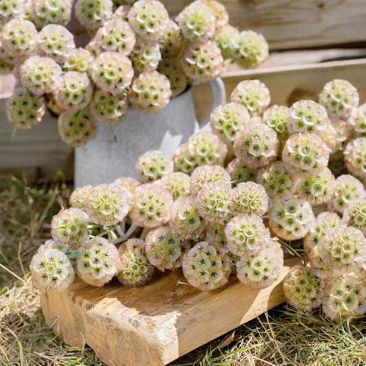 Scabiosa 'Ping Pong'