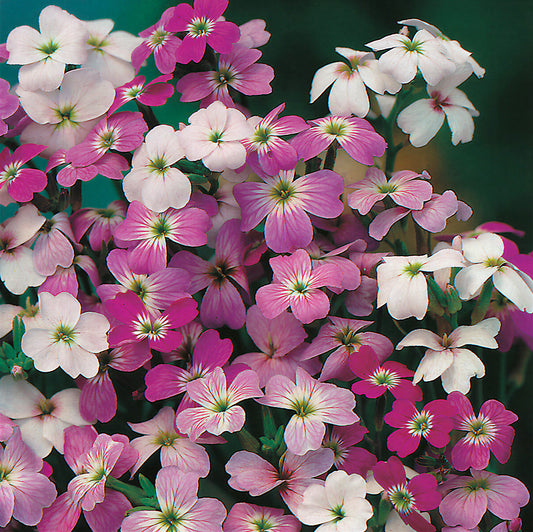 Stock 'Virginian Mixed'