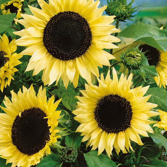 Sunflower 'Moonwalker'