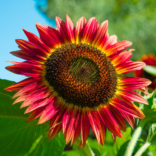 Sunflower 'Red Sun'
