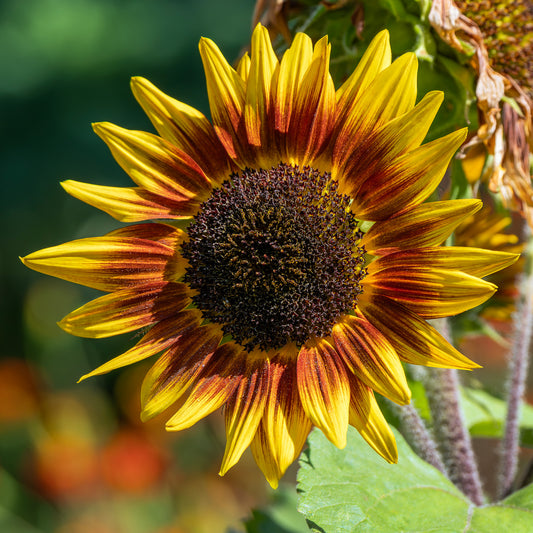 Sunflower 'Ring of Fire'