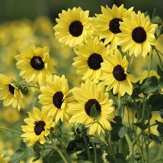 Sunflower 'Soluna Lemon'