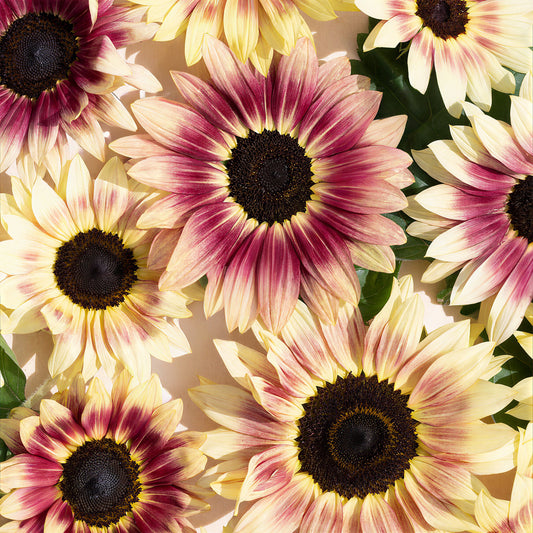 Sunflower 'Summer Lovin' ' F1