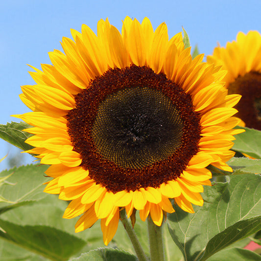 Sunflower 'Sunbright Supreme' F1