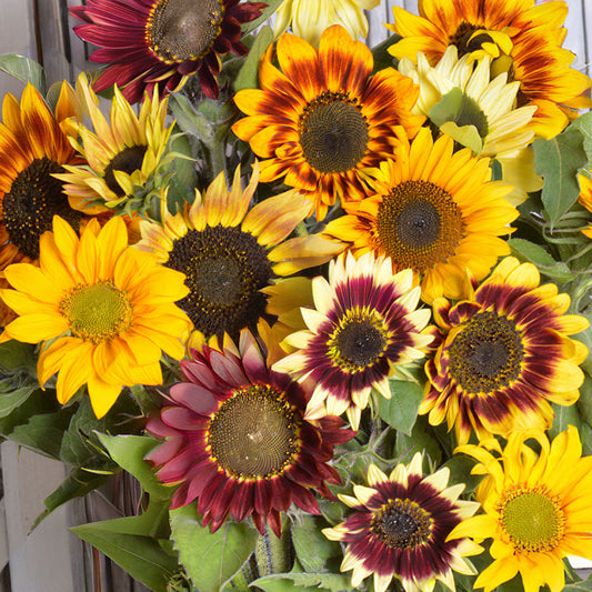 Sunflower 'Tall Cutting Mix'