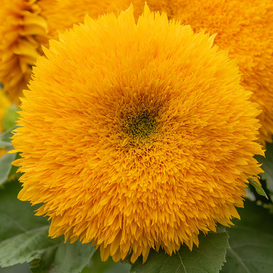 Sunflower 'Teddy Bear'