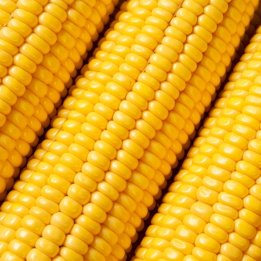 Sweet Corn 'Earliking' F1