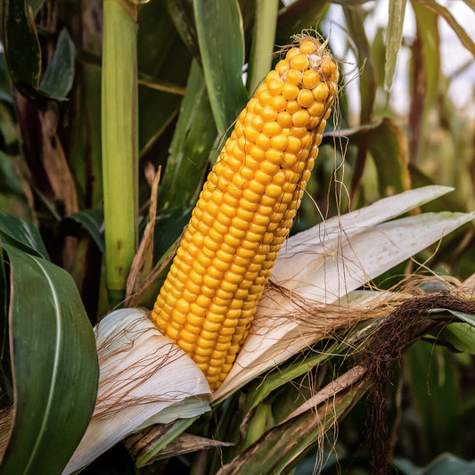 Sweet Corn 'Incredible' F1