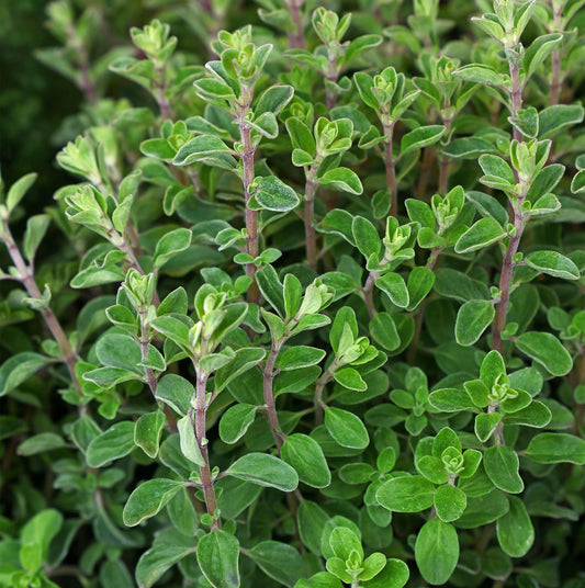 Sweet Marjoram Seeds