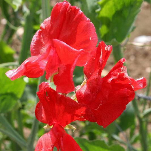 Sweet Pea 'Air Warden'