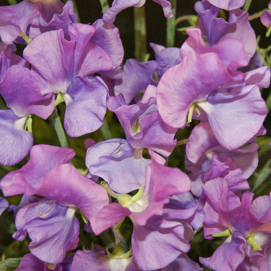 Sweet Pea 'Alan Williams'