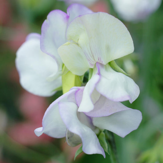 Sweet Pea 'Albutt Blue'