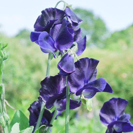 Sweet Pea 'Blue Velvet' Seeds