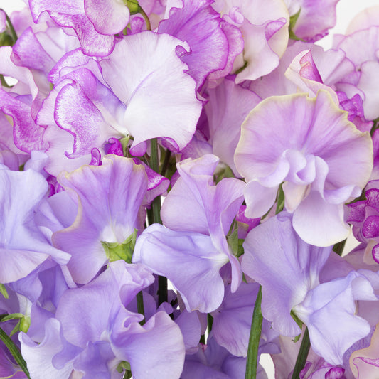 Sweet Pea 'Charlies Angel'