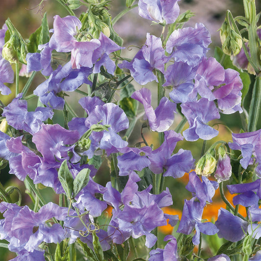 Sweet Pea 'Chatsworth'