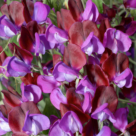 Sweet Pea 'Matucana'