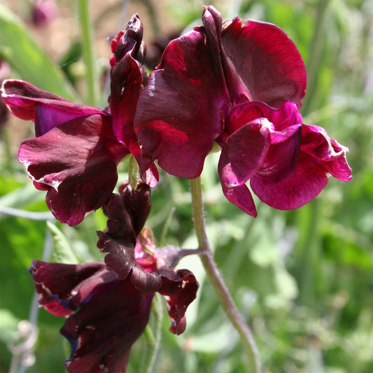 Sweet Pea 'Midnight'