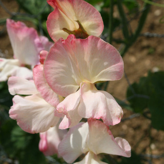 Sweet Pea 'Mollie Rilestone'