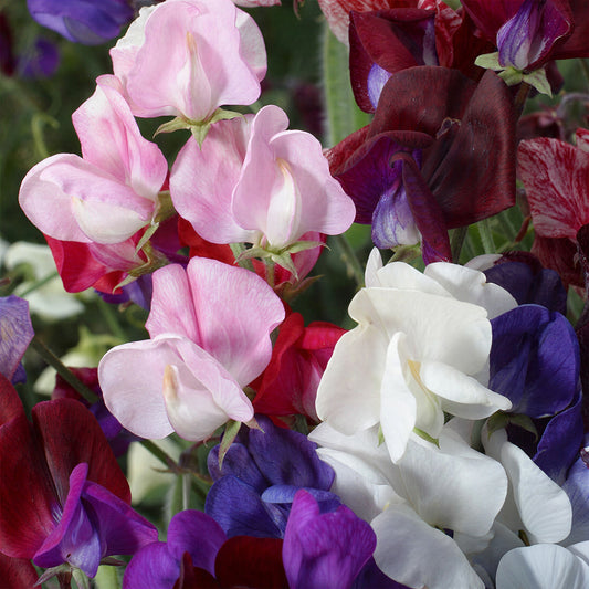 Sweet Pea 'Old Spice Mix'