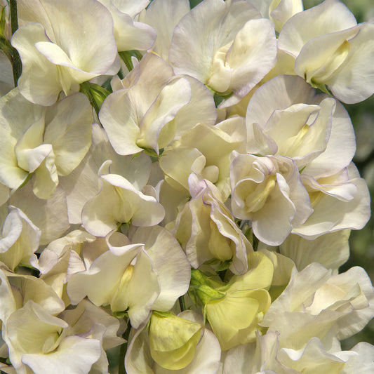 Sweet Pea 'Old Times'