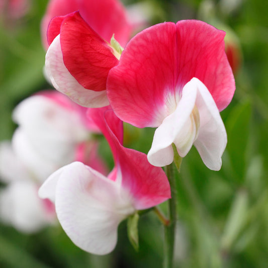 Sweet Pea 'Painted Lady'