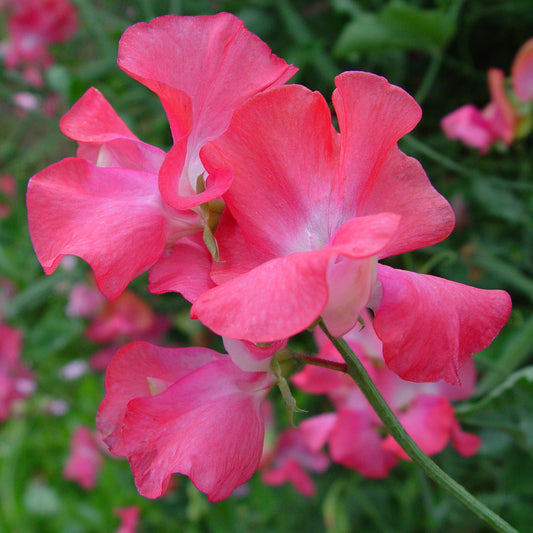Sweet Pea 'Princess Elizabeth'