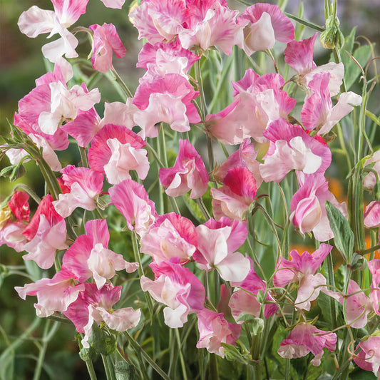Sweet Pea 'Promise'