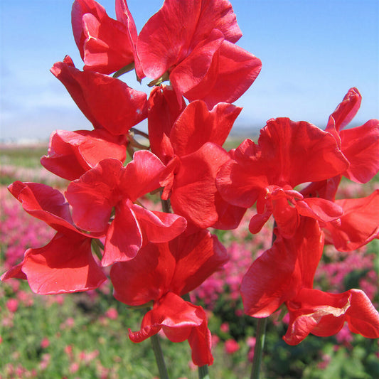 Sweet Pea 'Red Ensign'