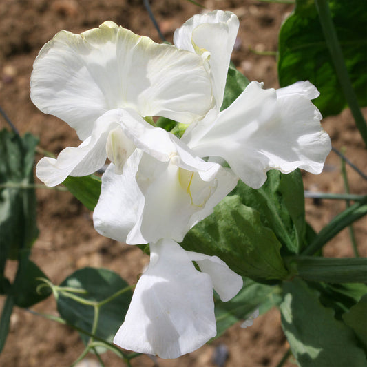 Sweet Pea 'White Supreme'