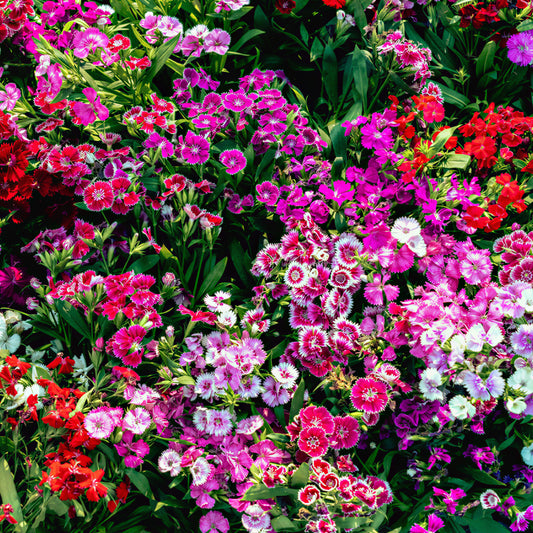 Sweet William 'Indian Carpet'