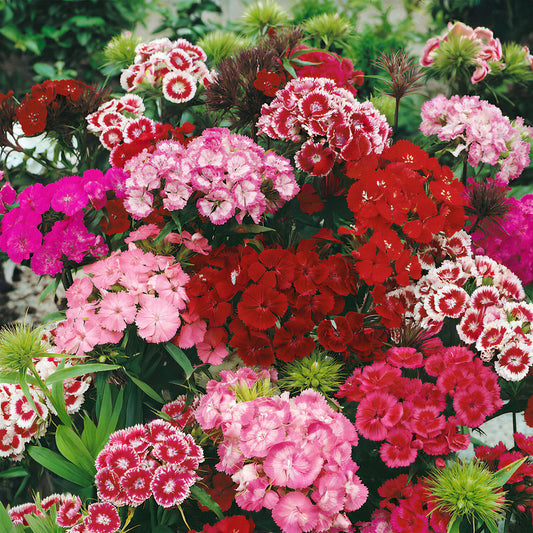 Sweet William 'Messenger Mixed'