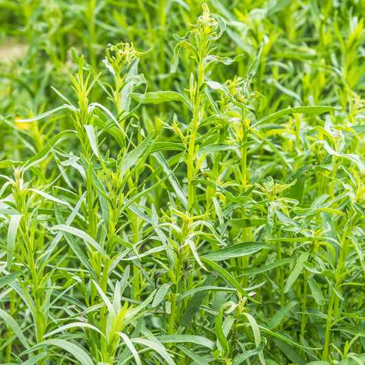 Tarragon 'Russian'