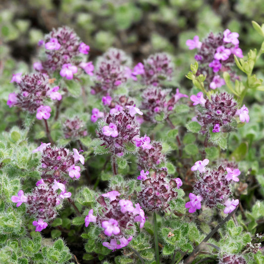 Thyme 'Creeping'