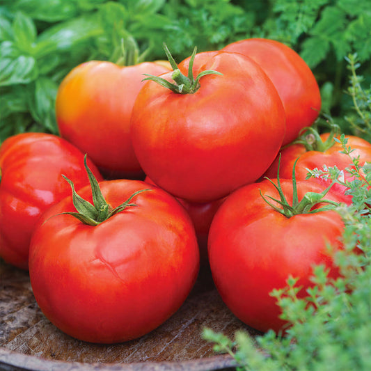 Tomato 'Big Daddy'