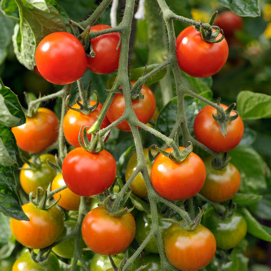 Tomato 'Bite Size'