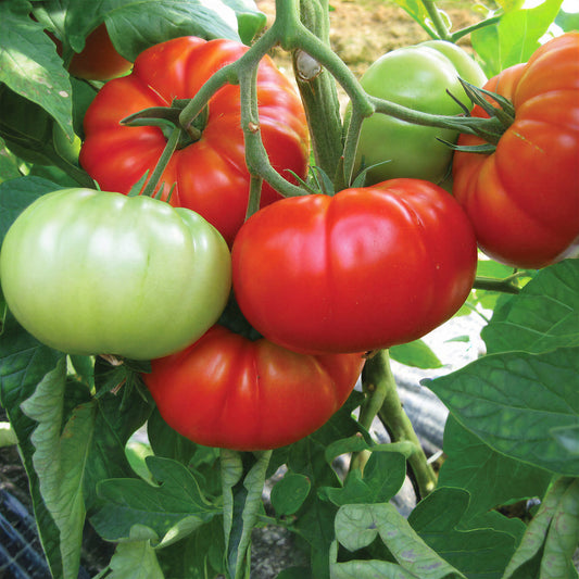 Tomato 'Buffalosteak' F1