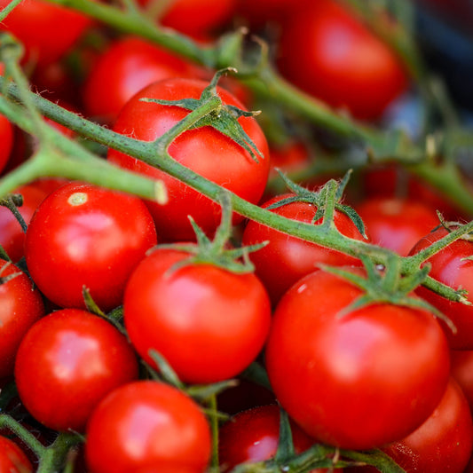 Tomato 'Cherry Falls' F1