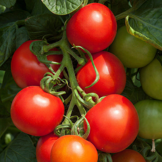 Tomato 'Cocktail Crush' F1