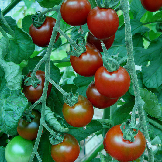 Tomato 'Garnet'