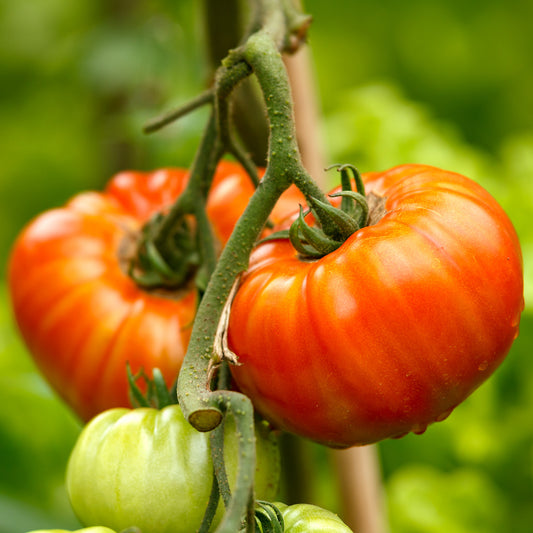 Tomato 'Gigantomo' F1