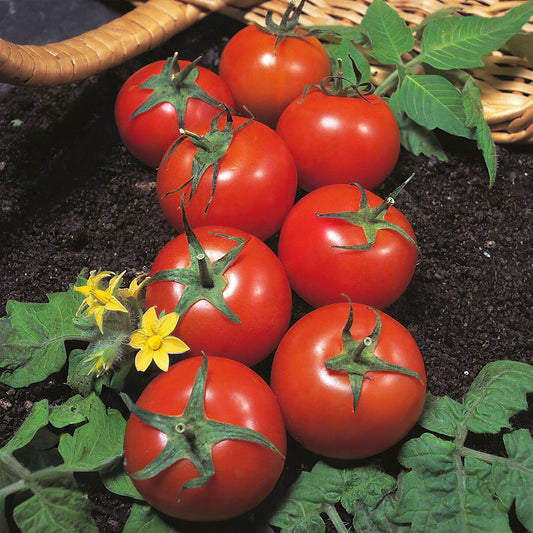 Tomato 'Harbinger'