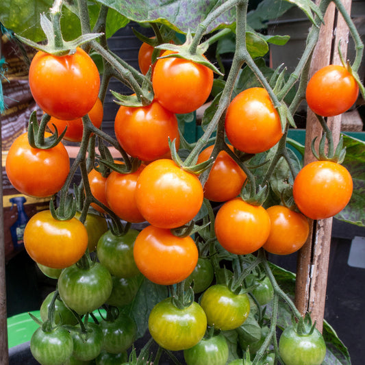 Tomato 'Honeycomb' F1